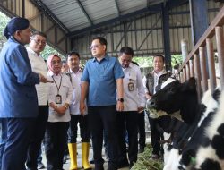 Pj. Gubernur Jawa Timur Tinjau Proses Vaksinasi PMK di Kandang Komunal KOP SAE Pujon