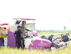 Wujud Nyata Dalam Memperkuat Ketahanan Pangan, Divif 2 Kostrad Panen Raya Padi dan Jagung