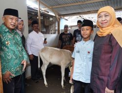 Gubernur Khofifah Wujudkan Keinginan Siswa SD di Songosari Yang Ingin Miliki Sapi