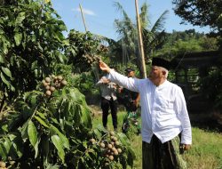 Usai Suling di Donomulyo, Bupati Malang Panen Buah Kelengkeng Pondokagung Kasembon
