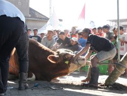 Kota Batu Terima Sapi Kurban Seberat 1.049 Kg dari Presiden Prabowo Subianto
