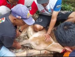 Tingkatkan Kepedulian Sosial di Hari Raya Idul Adha, PAC Pemuda Pancasila Klojen Kurban Dua Ekor Kambing