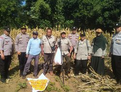 Perkuat Sinergi Ketahanan Pangan, Polresta Malang Kota Panen Jagung di Lesanpuro