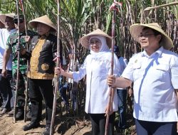 Bupati Malang dan Gubernur Jatim Panen dan Tanam Tebu Serentak, Perkuat Upaya Swasembada Gula