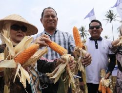 Panen Jagung di Tengah Kemarau, Pemkab Malang Dorong Pertanian Adaptif dan Berbasis Inovasi